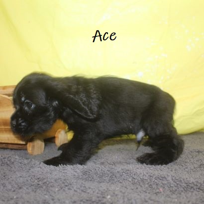 puppy, for, sale, Cocker Spaniel, Joe & Cherri  Overlease, dog, breeder, Miller, MO, dog-breeder, puppy-for-sale, forsale, nearby, find, puppyfind, locator, puppylocator, aca